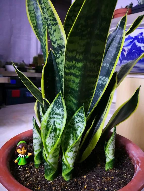 栀子花月季花叶子发黄有黑斑点,茉莉栀子花叶子发黄怎么办