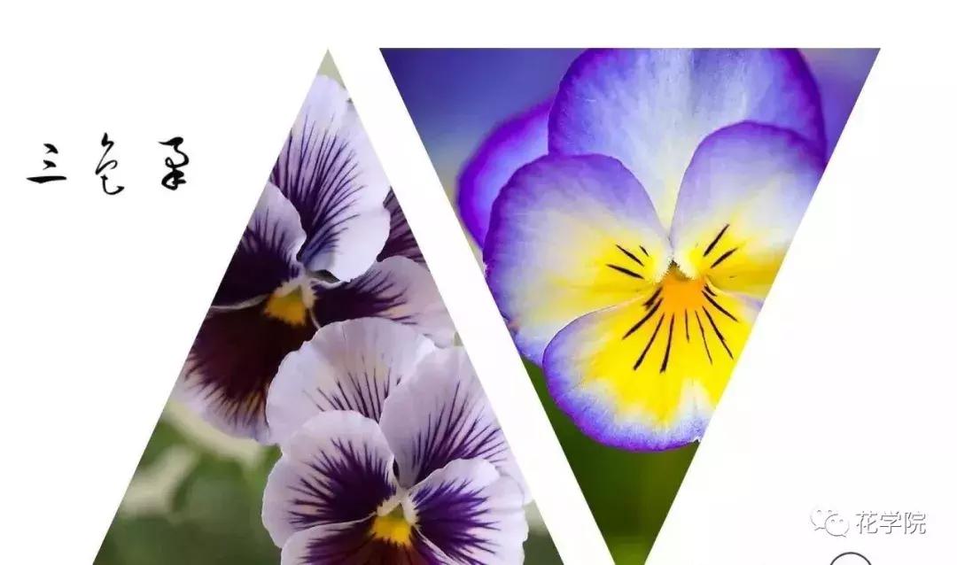 三色堇和大花三色堇,花儿三色堇