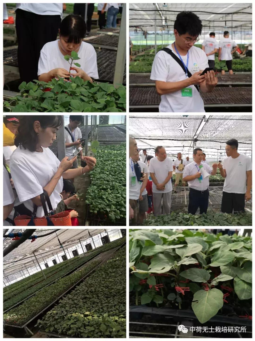 寿光无土栽培蔬菜技术培训书,寿光蔬菜无土栽培培训班