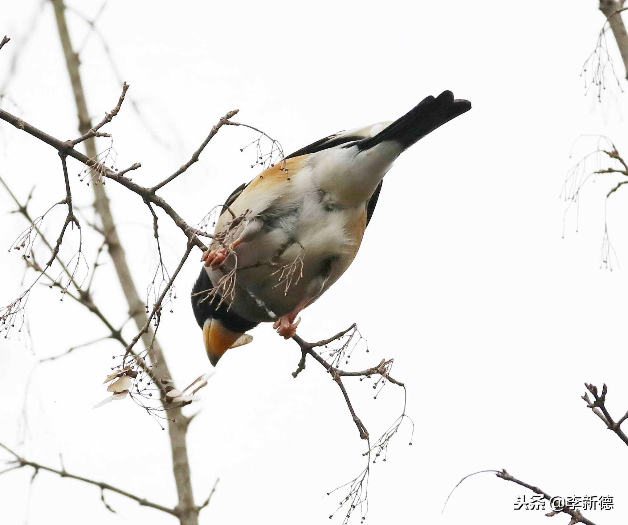 合肥望江西路蜀峰湾,合肥蜀峰湾有什么鸟