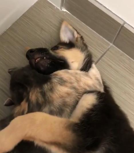 德牧从小养到大,德牧把猫当成宝贝养