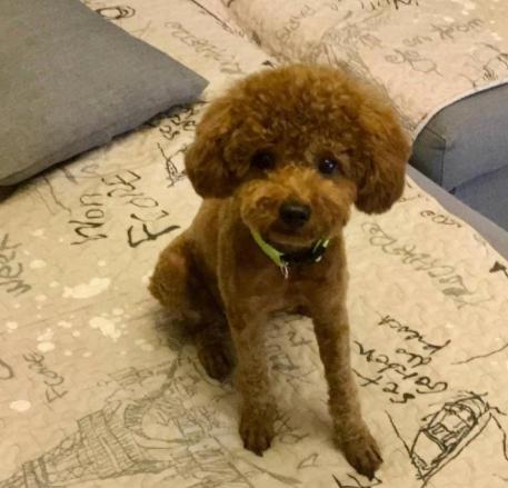 泰迪犬毛褪色怎么办,泰迪犬褪色怎么办