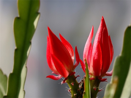 “常年丑貌君不问，一日花红万户惊”——仙人掌的产地及精品赏析