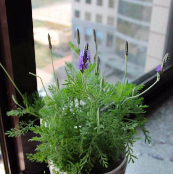 衣草的种植方法和注意事项图片,薰衣草用深盆还是浅盆种好看