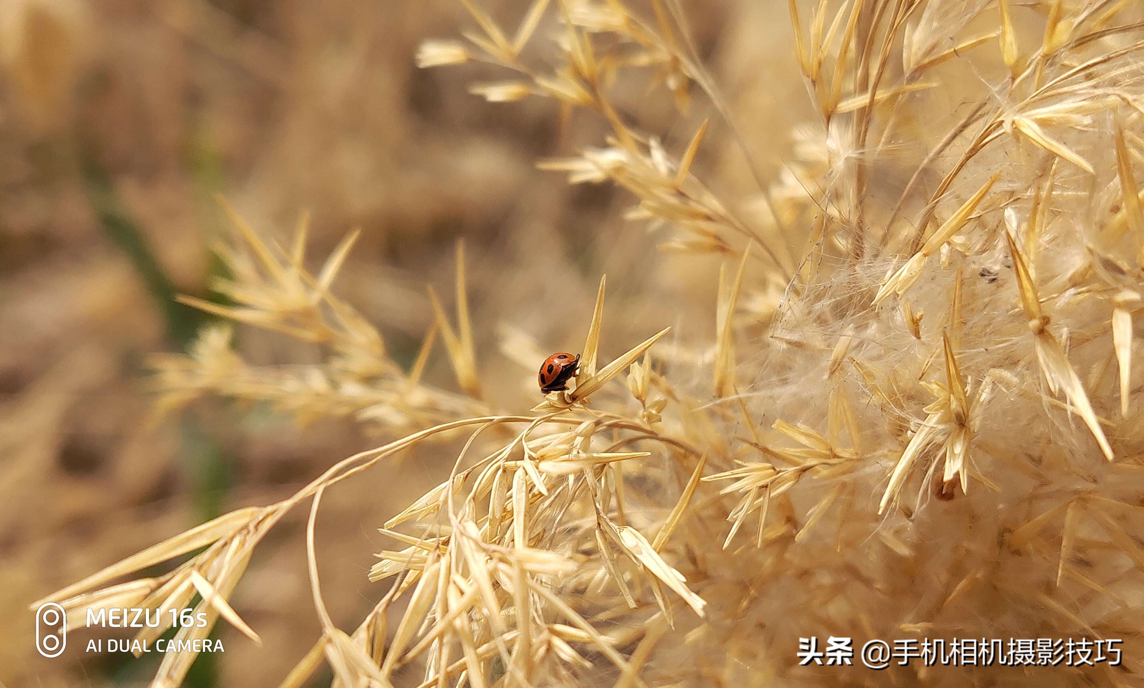 魅族16s拍照技巧,魅族16s拍照