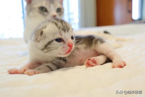 母猫难产应该怎么办,母猫难产有哪些原因