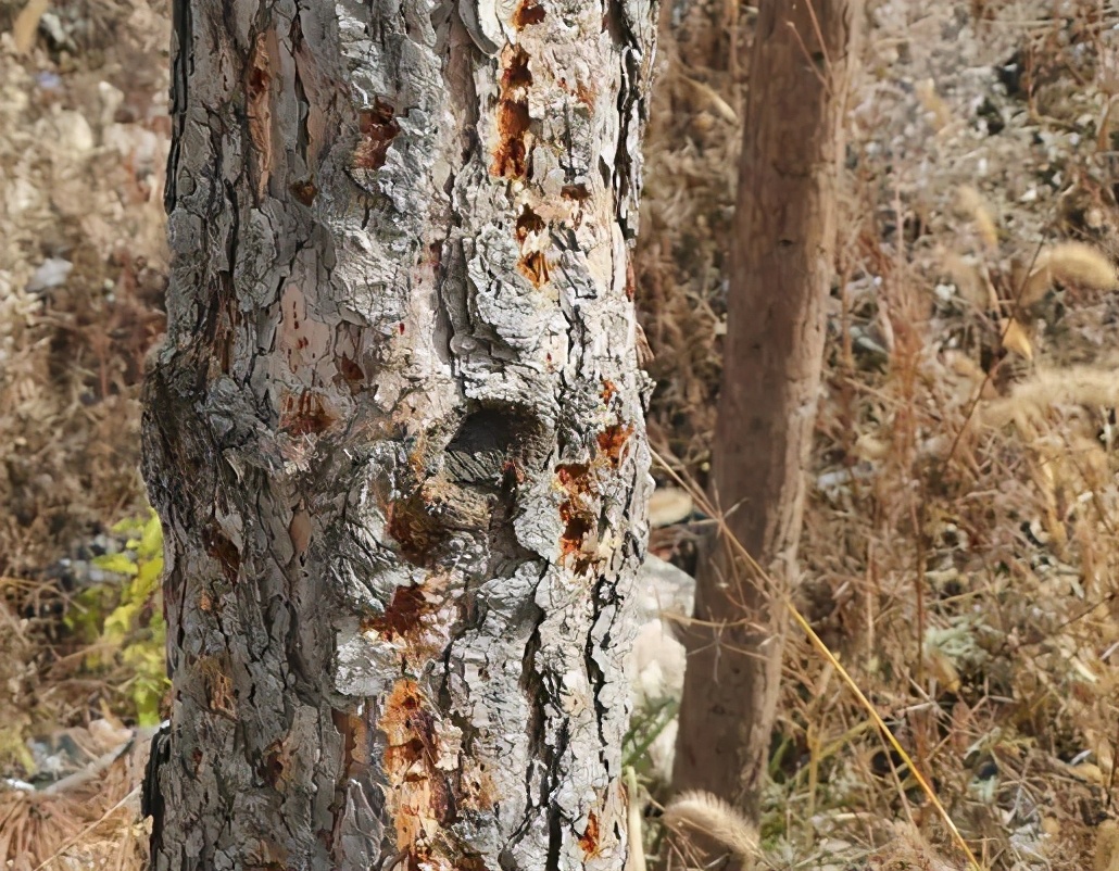华东地区常见蛀干害虫识别与防治,法桐双齿长蠹钻蛀害虫的防治方法