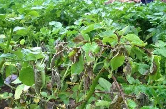 西瓜甜瓜病虫害用药组合配方视频,李子树病虫害防治方法及用药时间