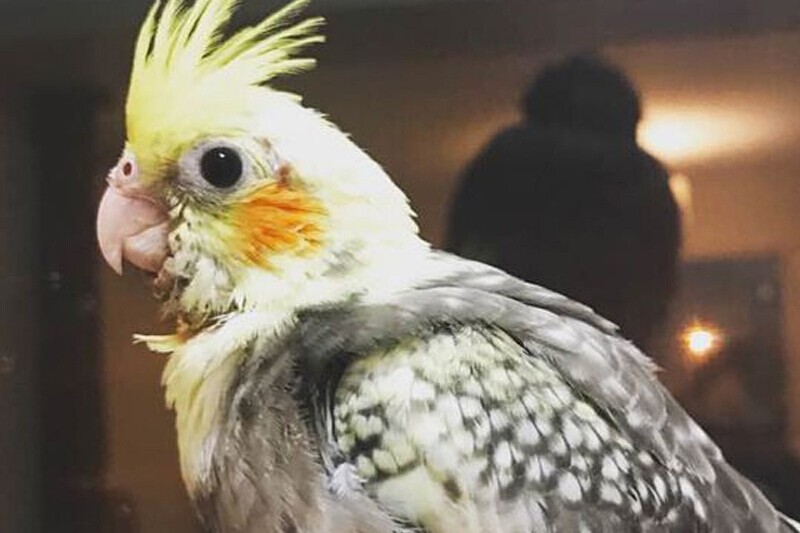 玄凤鹦鹉刚出生怎么辨别品种,玄凤鹦鹉有多少个品种