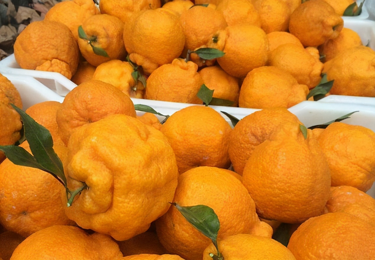 丑橘怎么挑,丑橘要怎么选才能选到最甜