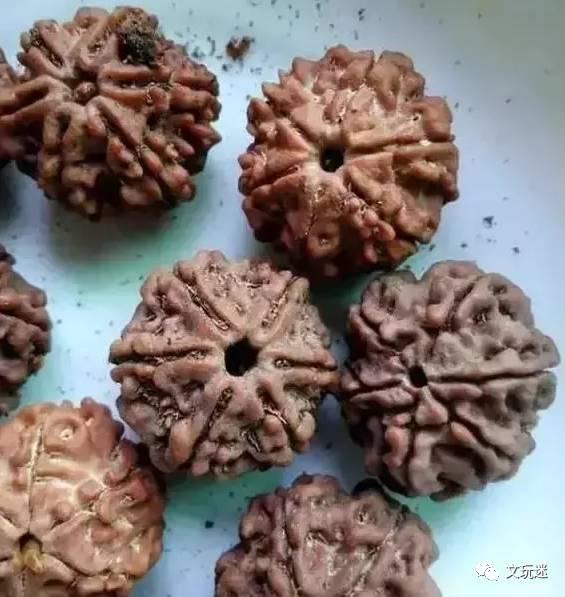 菩提手串长毛发霉有危害,菩提手串长虫子对我们有什么危害