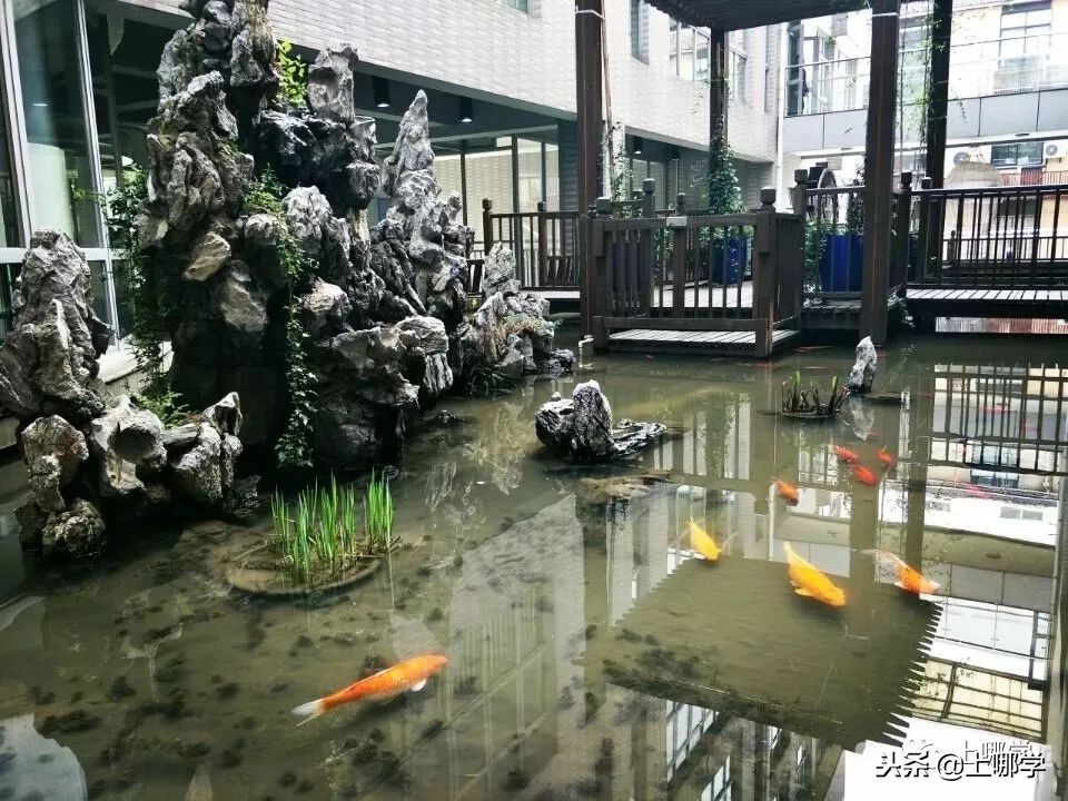 上海最美公办小学,上海环境最好的小学