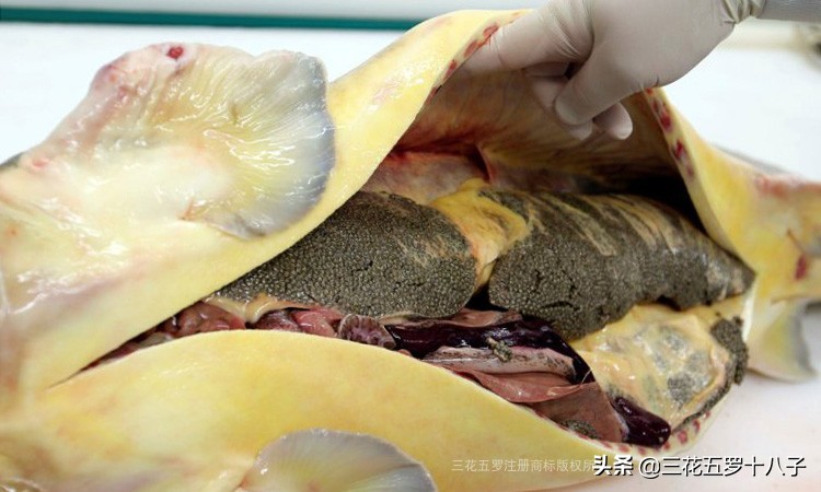 鱼子酱是三大奢侈品美食吗,世界三大美食鱼子酱