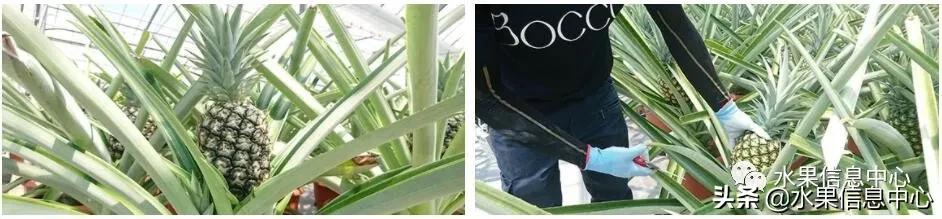 日本农业发达到什么程度?荔枝、香蕉、菠萝竟然用温室来种