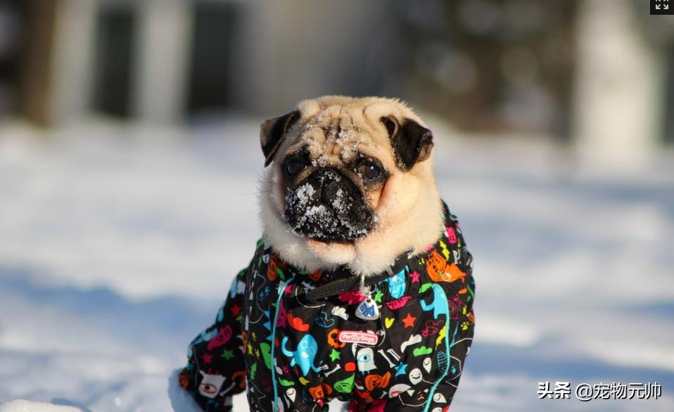 可爱的小型犬,可爱好养的小型犬