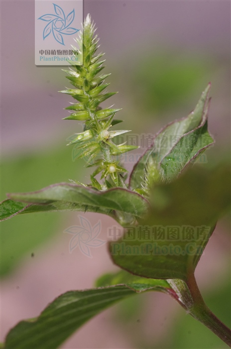 神农本草经中的药材图片,神农本草经高清彩图