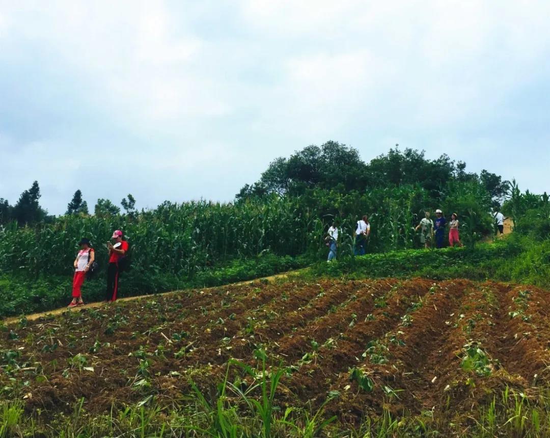 羊安杨梅节直播,羊安杨梅采摘