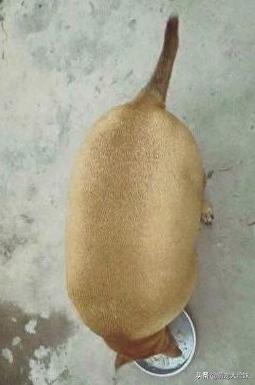 宠物狗的正确饲养你做到了么,养宠物狗的必备知识和注意事项