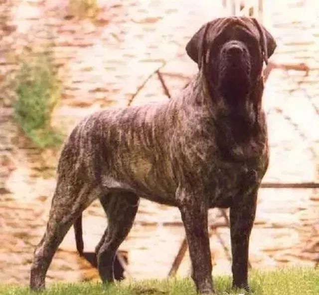 世界上最强的10种狗排名,世界上巨型狗大全