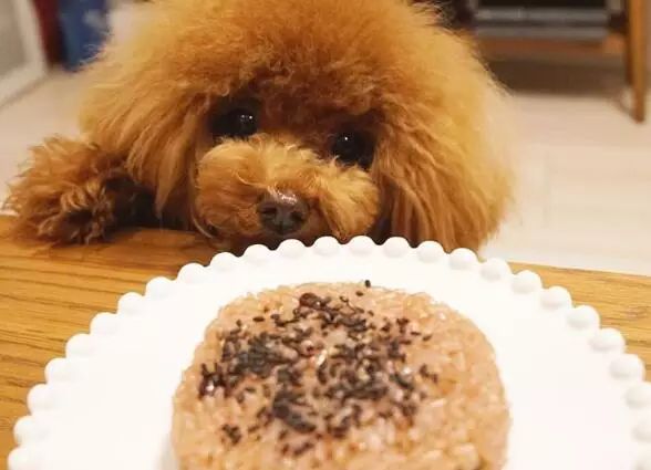 泰迪可以吃橄榄油吗,泰迪能吃鱼肝油吗