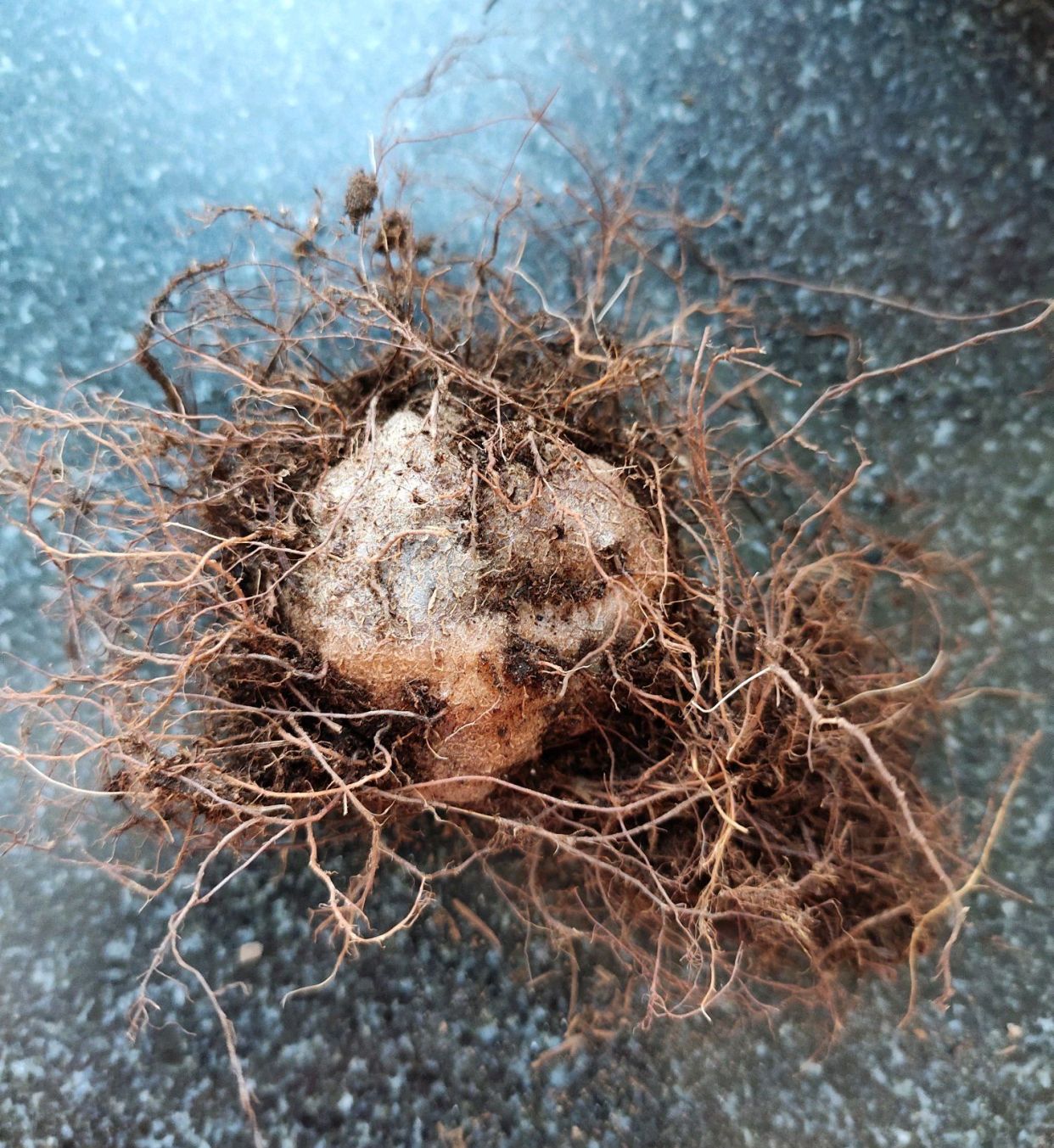 买回来的裸根仙人球怎么栽种,刚买的仙人球小球怎么上盆