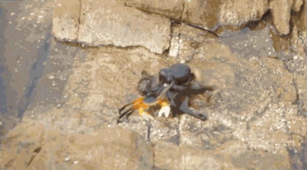 章鱼篇|青研社侦探带你揭秘：为什么章鱼比人类还聪明