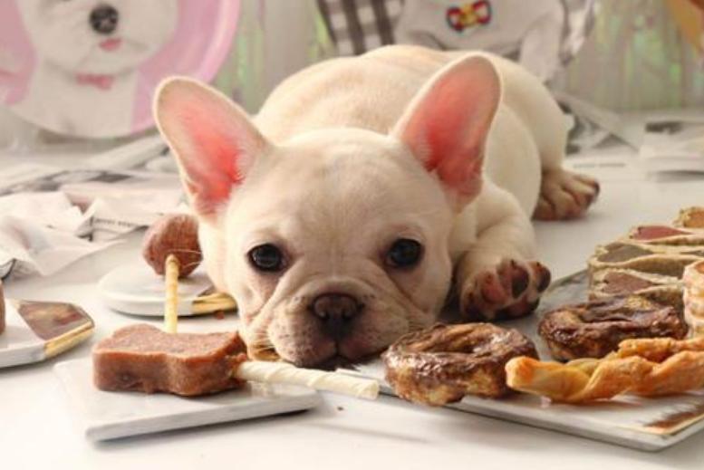 狗狗早上起来呕吐一天吐好几次,狗狗肠胃感染呕吐吐不出来