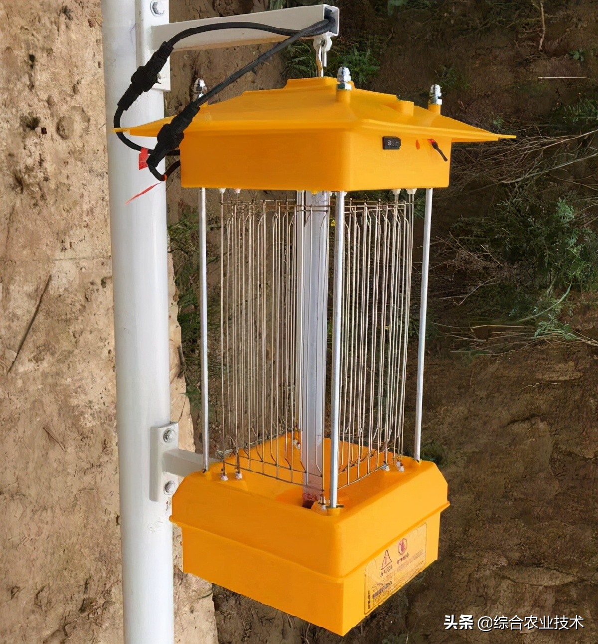 菜园土里的土蚕怎么解决,种的菜被土蚕吃了怎么办