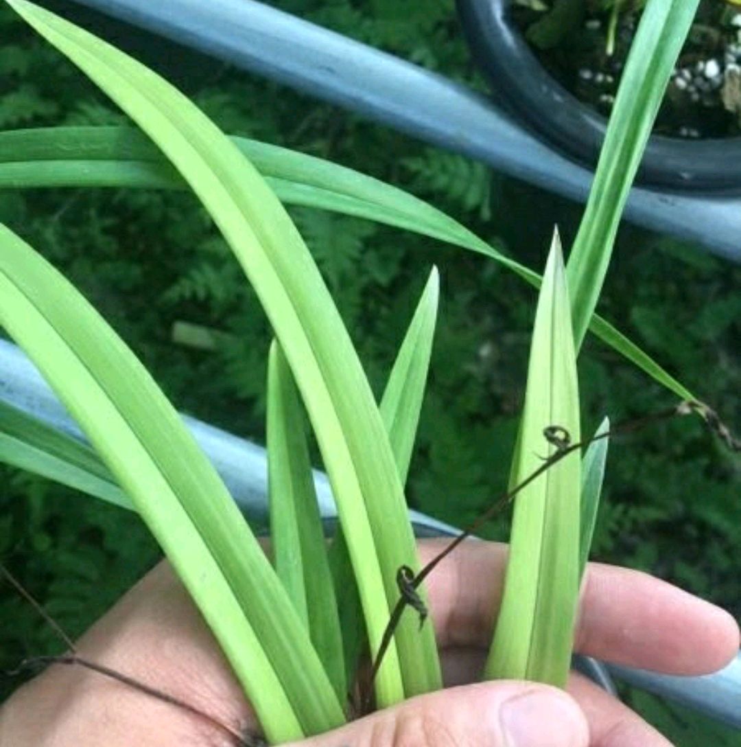 建兰一品梅和夏皇梅哪个好养,春剑皇梅好养吗