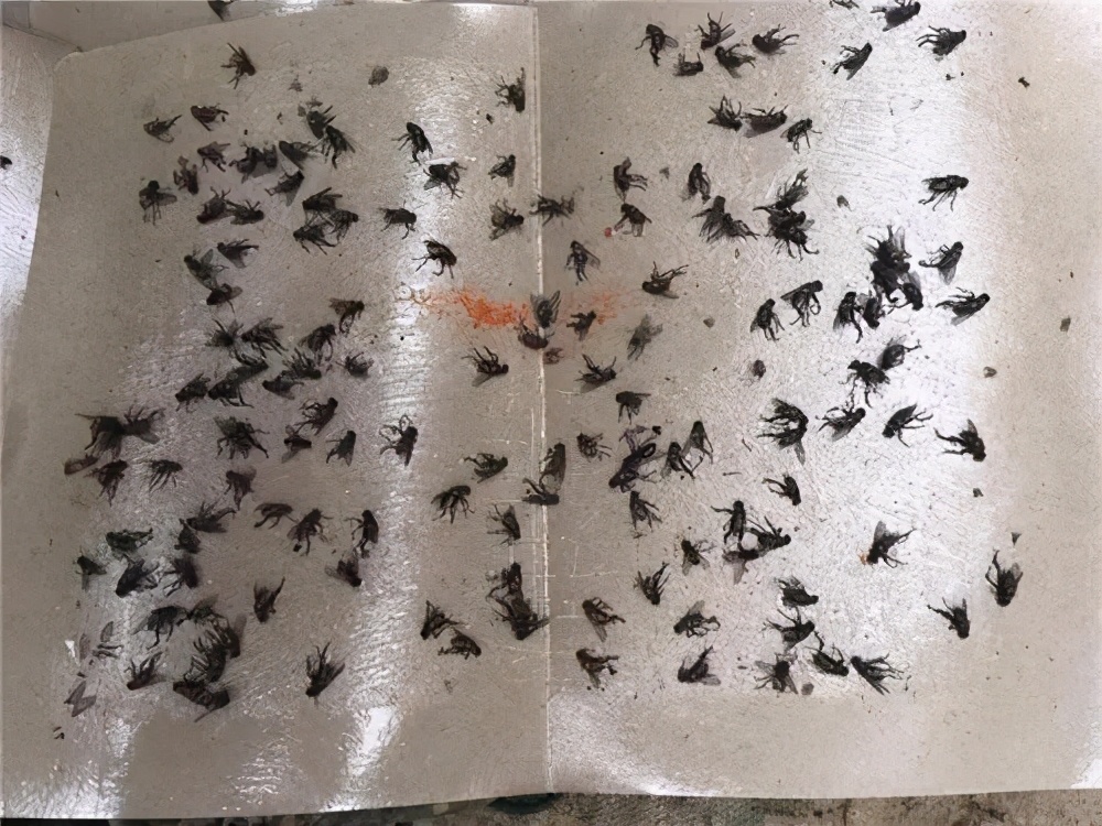 食堂苍蝇多怎么办生活小妙招,食堂苍蝇怎么处理才能彻底去除