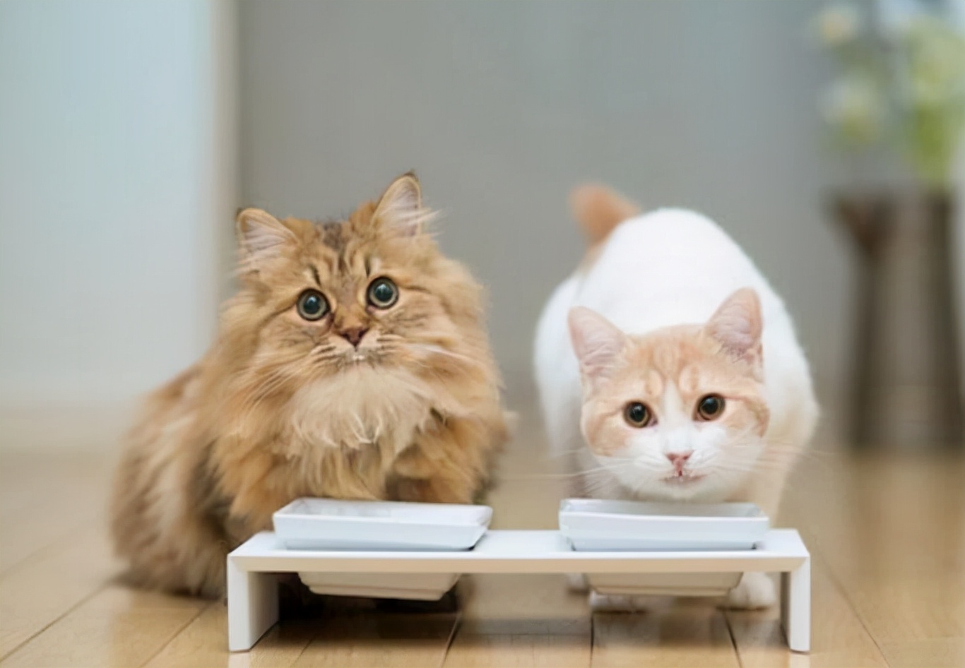 猫咪逗猫最好的方法,猫咪逗猫的正确方法