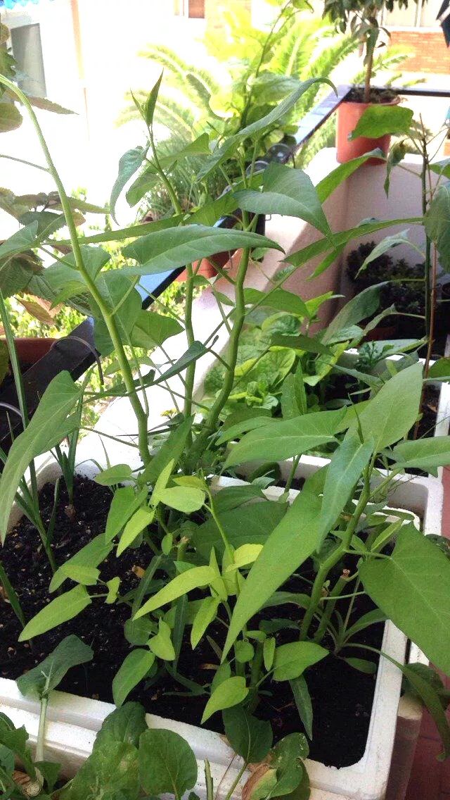 新手小阳台种菜哪些好种,新手阳台种菜怎么种得快