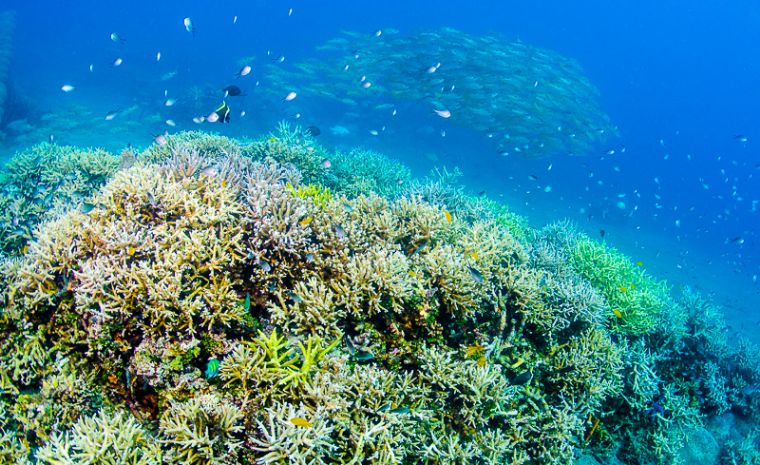 新型细菌导致珊瑚无法生长，海缸会受到影响吗？