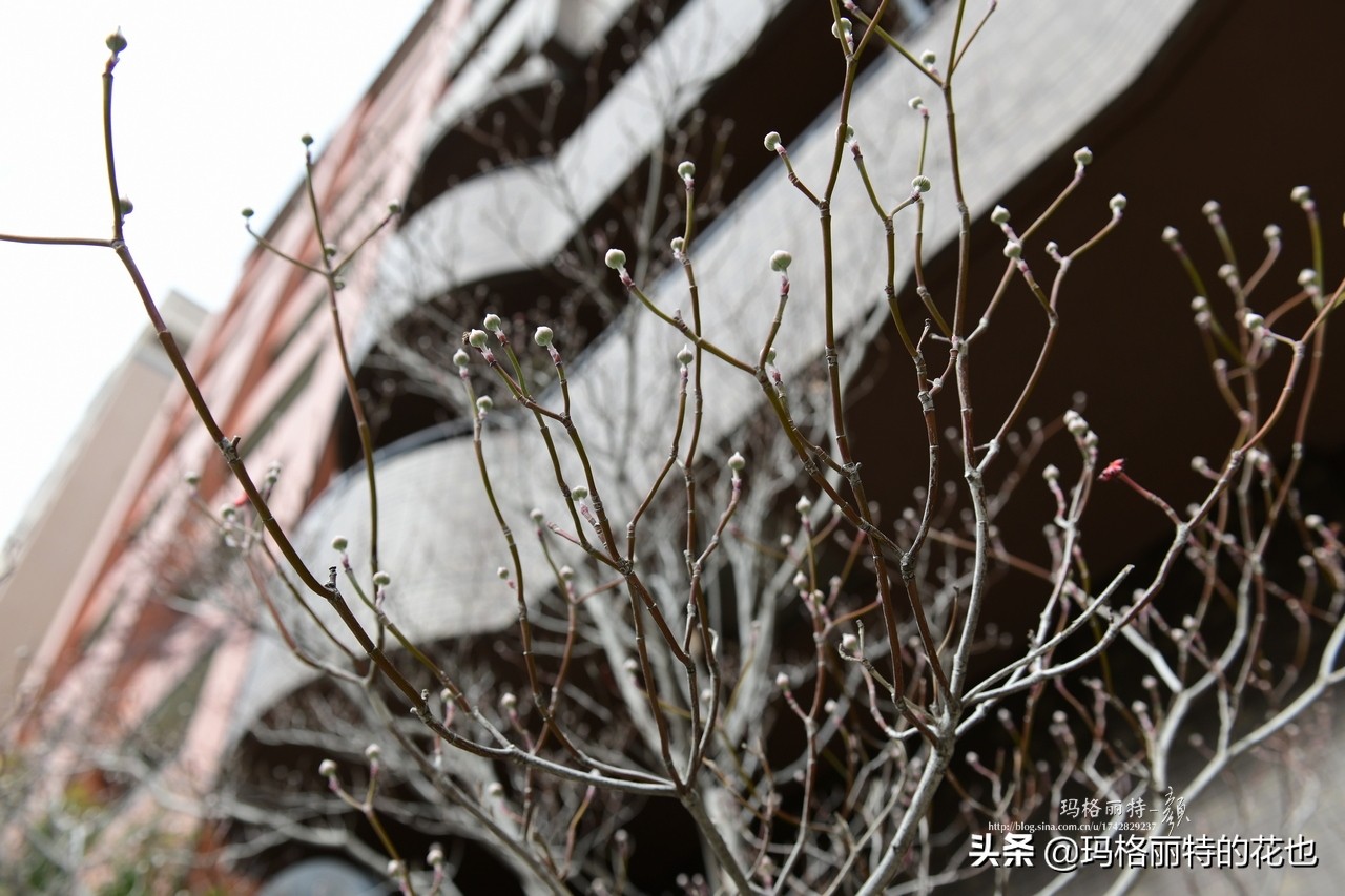 萁田森林公园和大阪的省钱之旅|行摄日本
