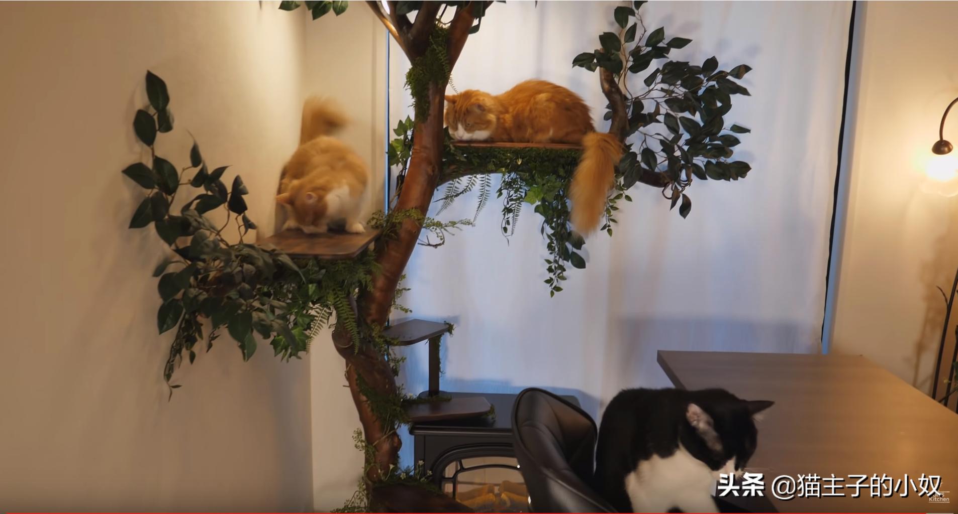 diy猫爬架大约需要什么材料,diy猫爬架材料清单