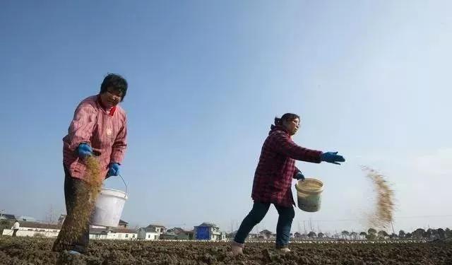 硼肥的基本常识有哪些,硼肥用得多对作物有什么补救办法