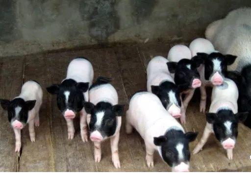 苏轼笔下的猪肉为何如此美味？微生物发酵饲料助力生态肉禽养殖