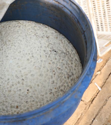 寿光这种“垃圾”火大了!它让纪台吕一村的全体菜农如获至宝