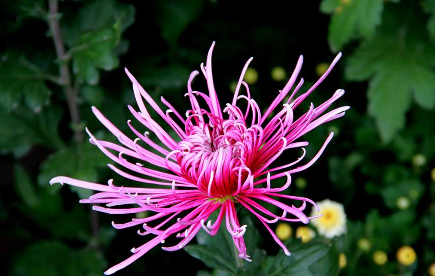 黄花不负秋上联,黄花不负秋立冬有收获