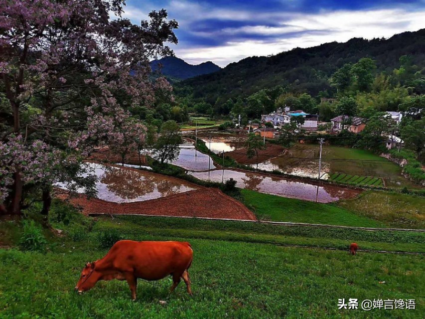 中国为什么是桃子的故乡,故乡的桃子
