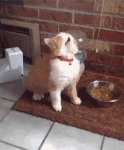 对猫咪过敏会长痘吗,猫咪过敏还能养猫吗