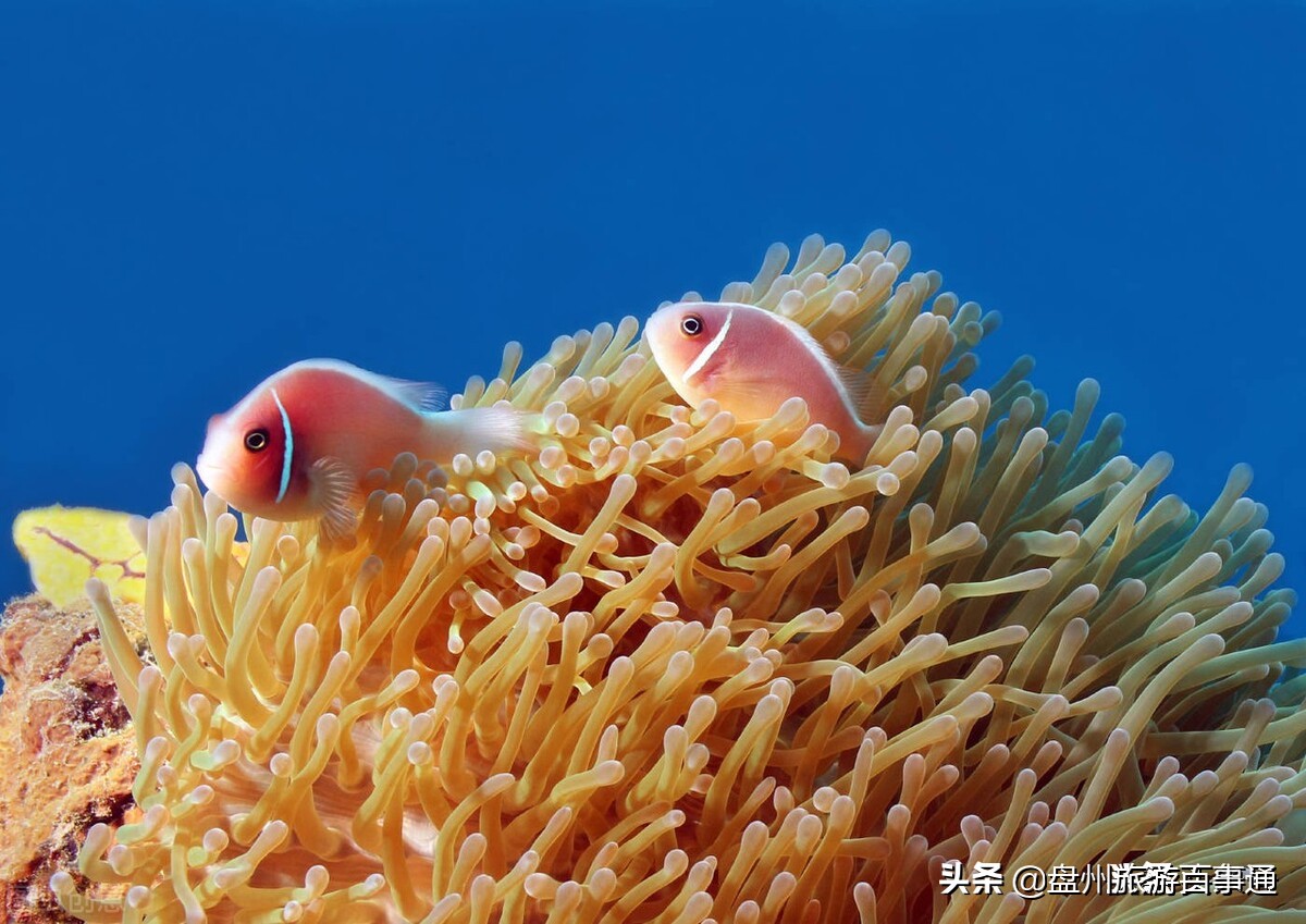 自由行攻略泰国海岛,自由岛旅游攻略