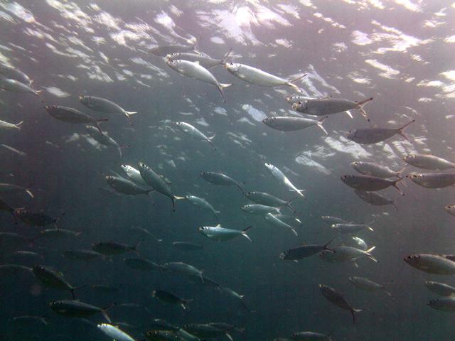 臭的鲱鱼罐头和不臭的区别,臭鲱鱼罐头闻一下直接吐了