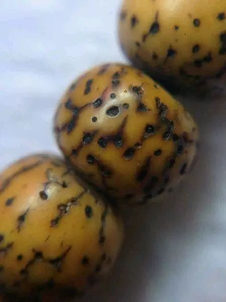 星月菩提长期佩戴的效果,星月菩提可以佩戴吗