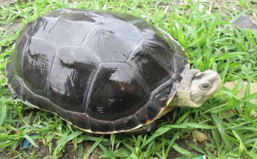 乌龟吃鱼粮有什么坏处,乌龟能吃活鱼吗