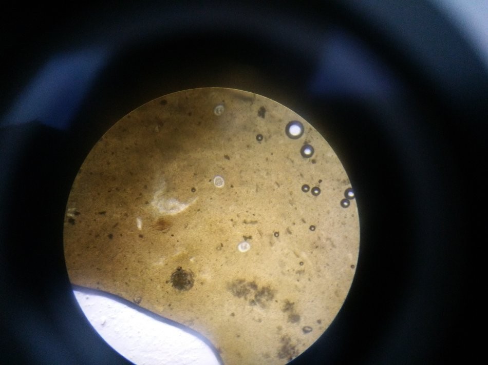 狗狗体内外寄生虫有哪些?看完这篇再也不用为这事儿发愁了