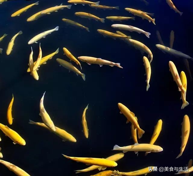 进口挪威三文鱼是冷鲜的吗,挪威三文鱼能放心吃吗