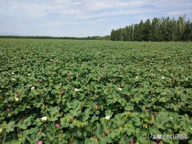 出苗水滴几次,出苗水滴多了苗已出土怎么补救