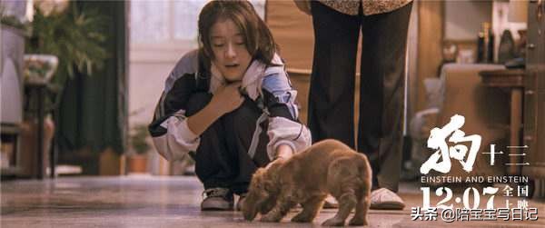 狗十三电影具体对策,狗十三观众影评