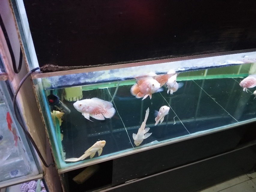 底砂粪便真的要清理吗？揭秘冷门腐殖菌系统，和硝化系统一样强大